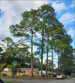 Patty Ann trees.webp